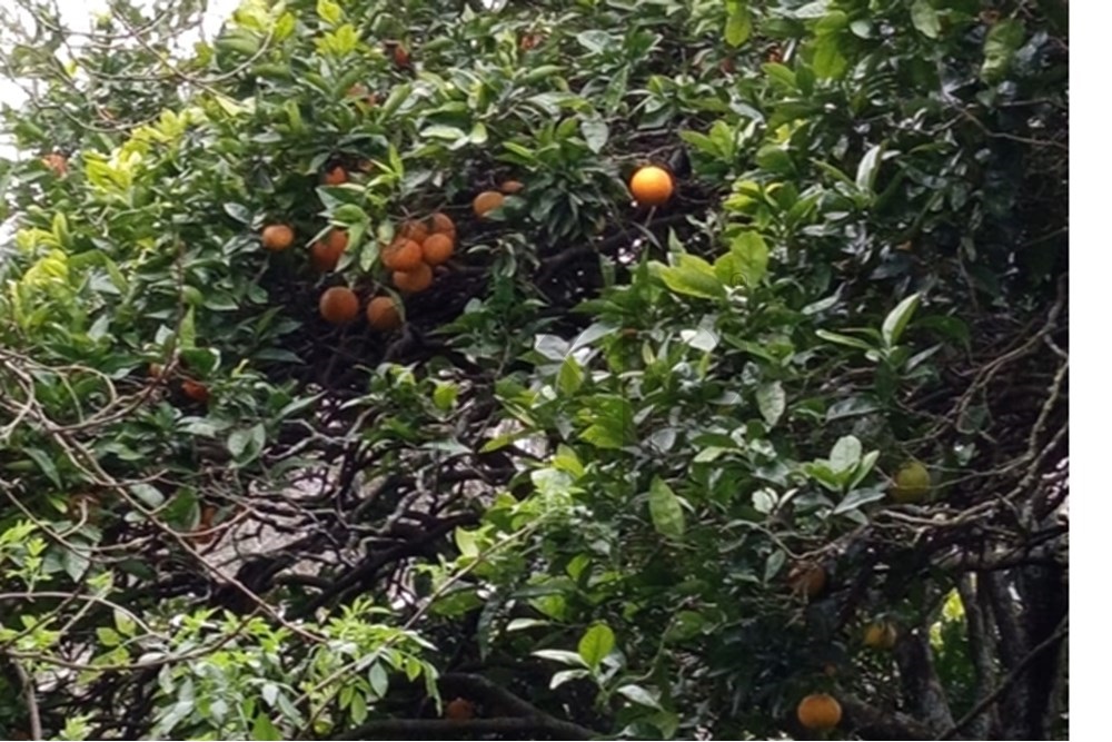 Quintinha com Terreno Francelos