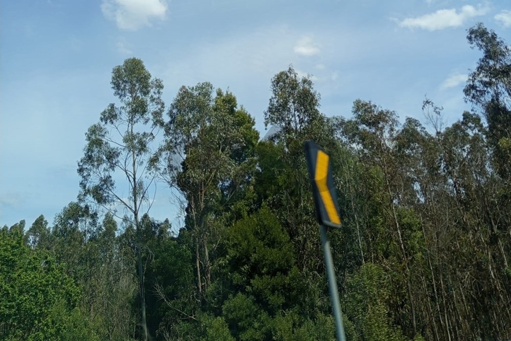 Terreno Premium em Nelas: Investimento Perfeito