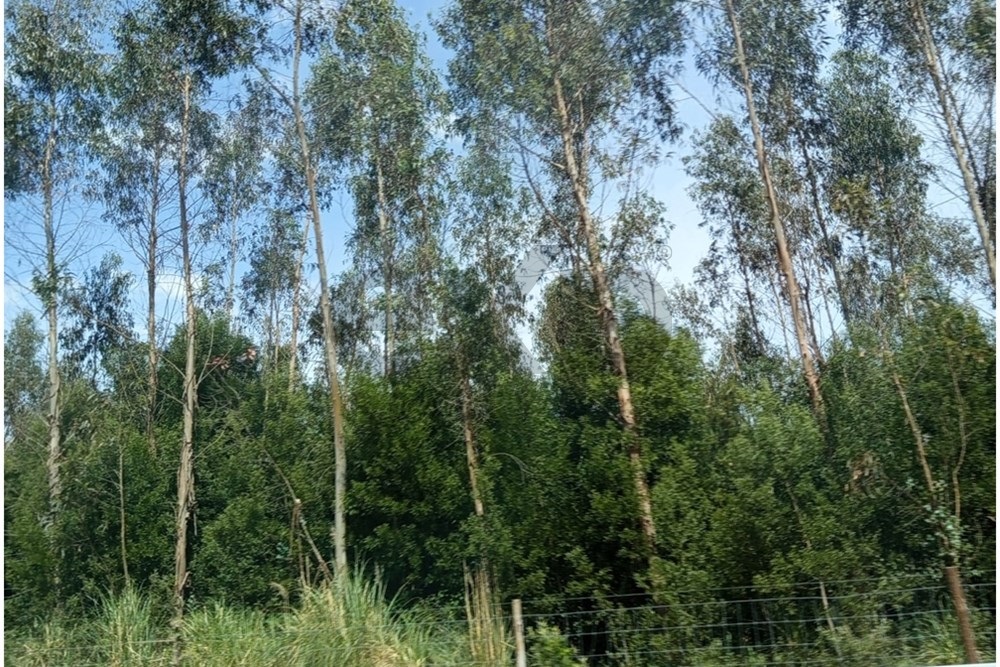 Terreno Premium em Nelas: Investimento Perfeito