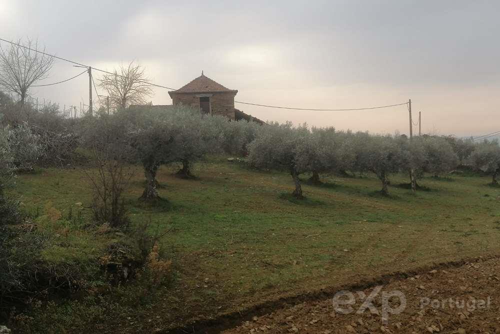 Small farm 10 km from Mirandela