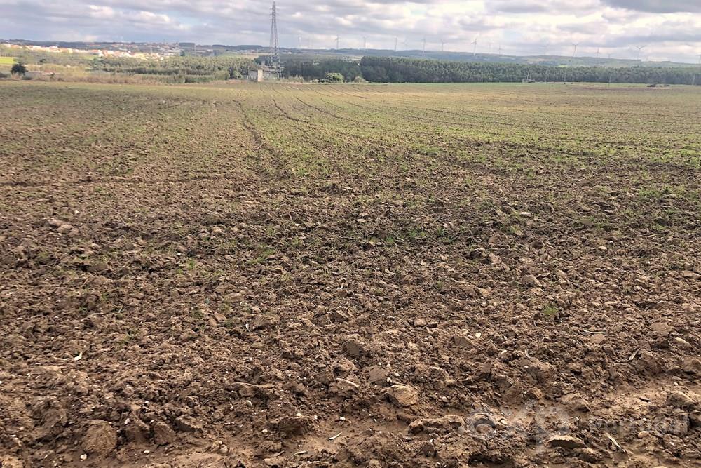 Oásis Rural: Terreno Rústico de 14.000 m² na Encantadora Vila de Atouguia Da Baleia