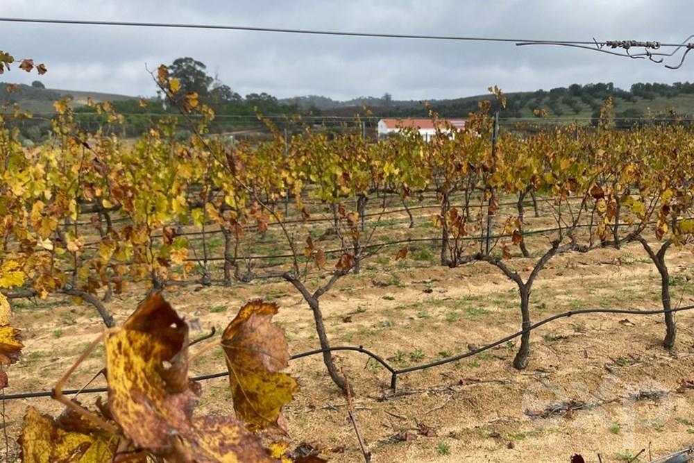 Wine estate with rural hotel, housing and carving wine production in Vidigueira