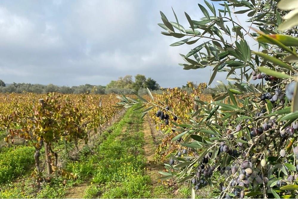 Wine estate with rural hotel, housing and carving wine production in Vidigueira