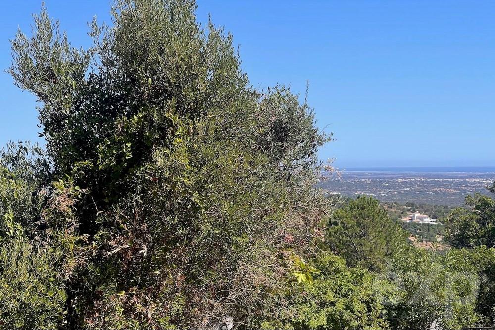 Terreno Rustico em Loulé