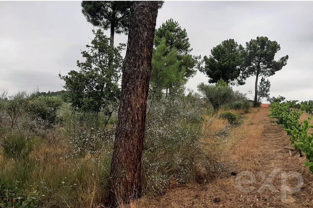 Rustic land - Parish of Bouça