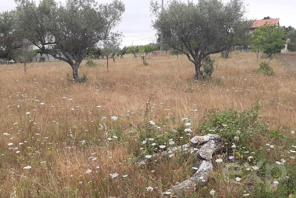 Rustic land - Parish of Bouça